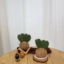 |心型球蘭苔球| 贈送塑膠底座 / 植男人紳 手作苔球