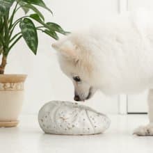 Pumpkin pet bowl  ペットボウル　食器スタンド　小型犬　中型犬　ネコ　陶器