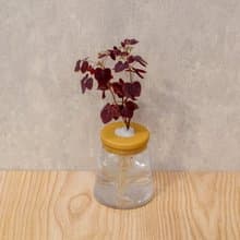 小紅楓酢漿草 三角水耕盆栽 室內植物 觀葉植物 禮物 水培