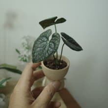 奢華火鶴盆栽 絕版作品 僅此一件