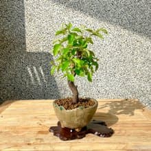 小品盆栽-日本花梨 盆景 送禮