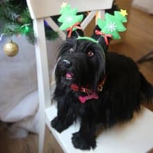 Scottish Terrier realistic plush toy
