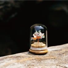【Montagne】Preserved | 彩晶樹 | 全效。通用