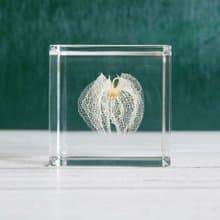 Sola cube 黑酸漿立方塊_心思細膩