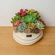 多肉組盆 波浪圓陶盆白色 桌上型盆栽 開幕送禮 喬遷禮物 植栽