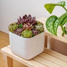 多肉組盆 正方形白色小點盆器 桌上型盆栽 開幕送禮 喬遷禮物 植