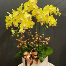黃花紅心蝴蝶蘭 NEW YEAR-22