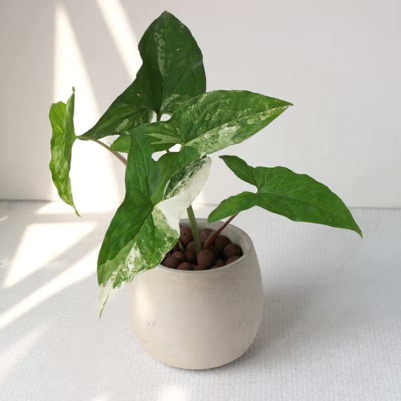植栽 盆栽l 大理石合果芋 百搭胖U水泥盆  植物山水畫般葉片 散光