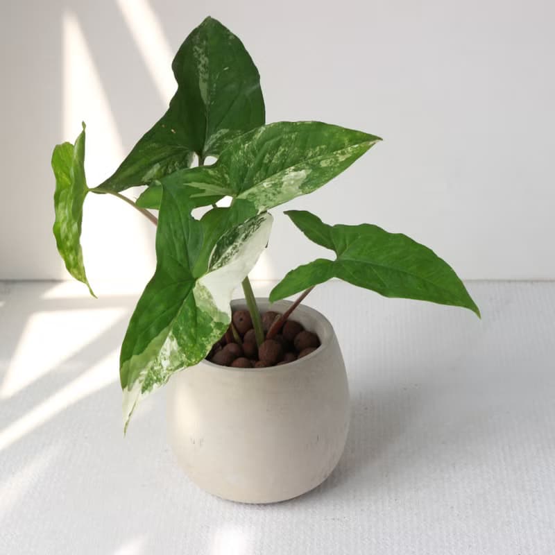 植栽 盆栽l 大理石合果芋 百搭胖U水泥盆  植物山水畫般葉片 散光