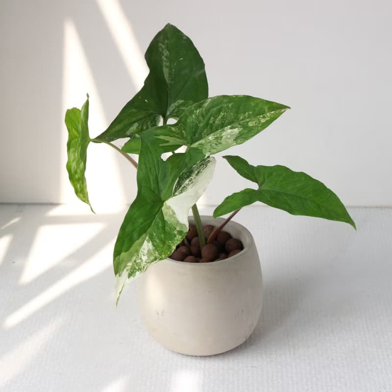 植栽 盆栽l 大理石合果芋 百搭胖U水泥盆  植物山水畫般葉片 散光