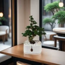 免運【質感盆景專人雕塑】壽娘子室內桌上盆栽 開幕新居喬遷升官