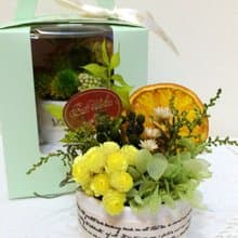 l 迷你療癒植栽-橘片香香 l*感恩*感謝*療癒*不凋花.恆星花.永生花*禮物*綠色*