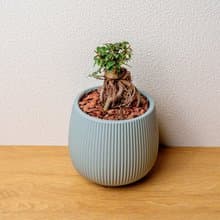 榆樹 線條圓陶盆淺藍色 桌上型盆栽 開幕送禮 喬遷禮物 植栽 盆栽
