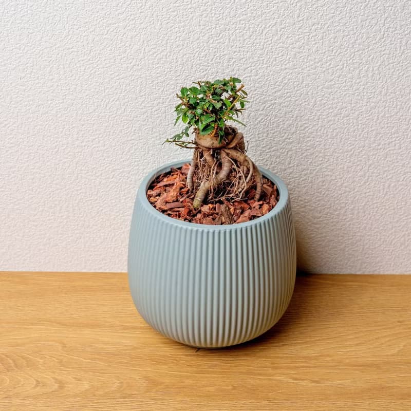 榆樹 線條圓陶盆淺藍色 桌上型盆栽 開幕送禮 喬遷禮物 植栽 盆栽