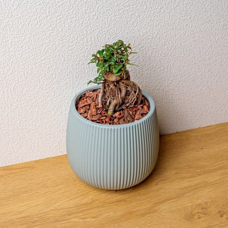 榆樹 線條圓陶盆淺藍色 桌上型盆栽 開幕送禮 喬遷禮物 植栽 盆栽