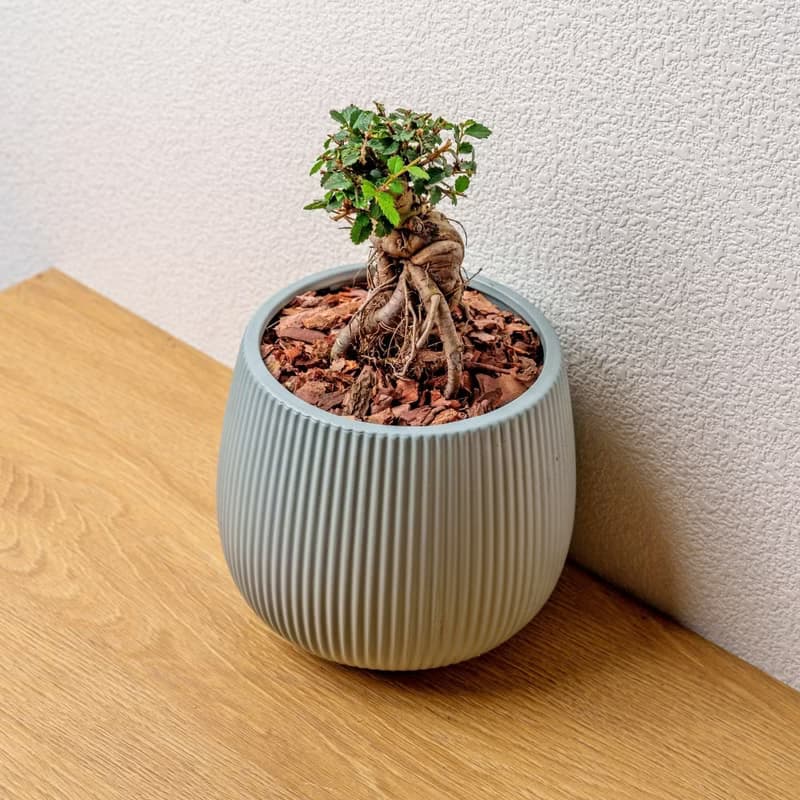 榆樹 線條圓陶盆淺藍色 桌上型盆栽 開幕送禮 喬遷禮物 植栽 盆栽