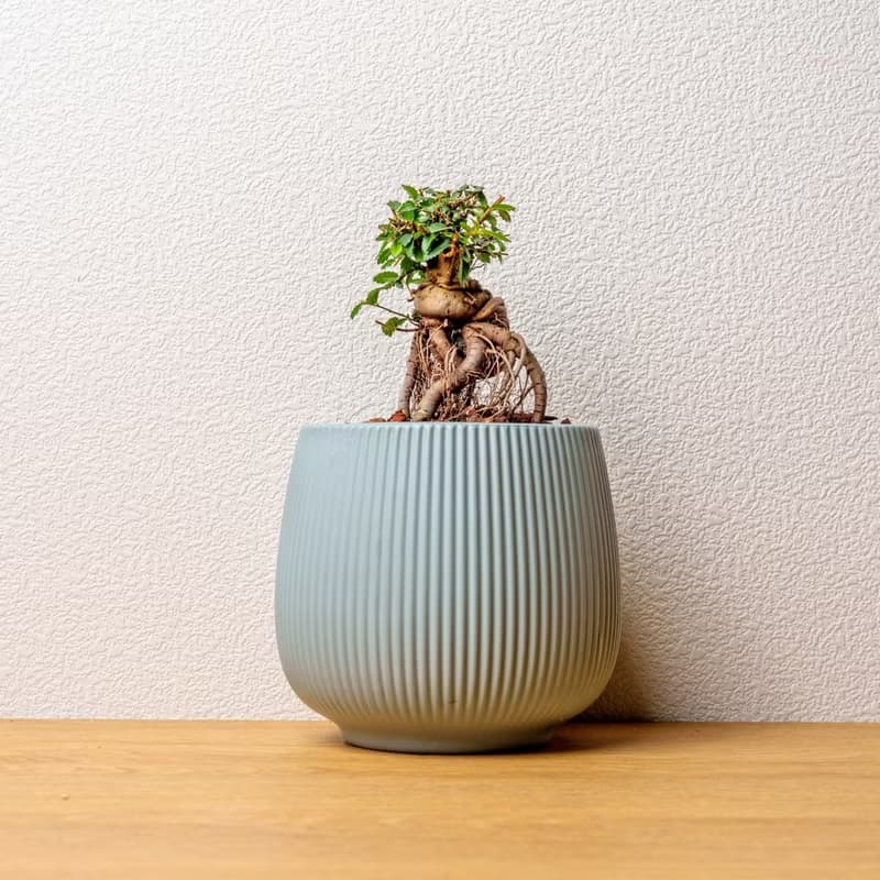 榆樹 線條圓陶盆淺藍色 桌上型盆栽 開幕送禮 喬遷禮物 植栽 盆栽