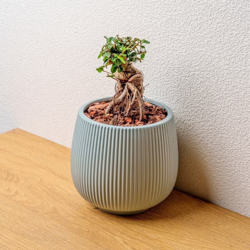榆樹 線條圓陶盆淺藍色 桌上型盆栽 開幕送禮 喬遷禮物 植栽 盆栽