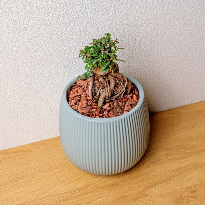 榆樹 線條圓陶盆淺藍色 桌上型盆栽 開幕送禮 喬遷禮物 植栽 盆栽
