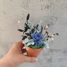 現貨~小陶盆 乾燥永生植栽