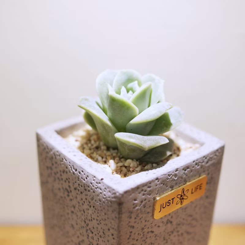 SDGS、ESG、質感水泥方形花器 (不含植物) - DIY植栽