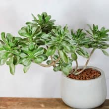 【室內盆栽】白水木盆栽  觀葉植物 開幕盆栽 植栽 喬遷送禮