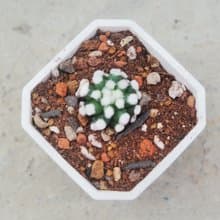 【荳荳多肉】【雪球】喬遷│送禮│升遷│多肉植物