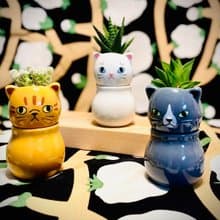 【Pinkoi瘋設祭限定】萌貓樂園_手作植栽陶瓷小盆栽組