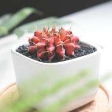 李的綠意花園 緋牡丹錦 仙人掌 多肉植物 陽台 室外 送禮 新手植