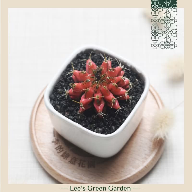 李的綠意花園 緋牡丹錦 仙人掌 多肉植物 陽台 室外 送禮 新手植