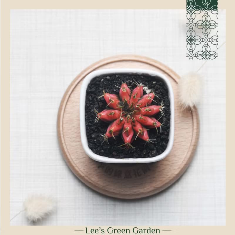 李的綠意花園 緋牡丹錦 仙人掌 多肉植物 陽台 室外 送禮 新手植