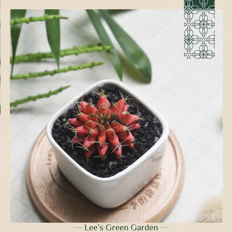 李的綠意花園 緋牡丹錦 仙人掌 多肉植物 陽台 室外 送禮 新手植