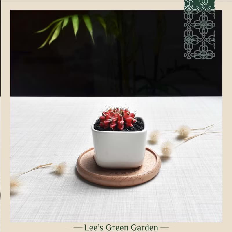 李的綠意花園 緋牡丹錦 仙人掌 多肉植物 陽台 室外 送禮 新手植