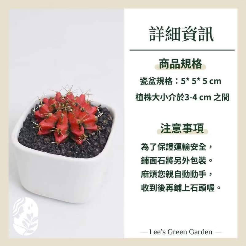 李的綠意花園 緋牡丹錦 仙人掌 多肉植物 陽台 室外 送禮 新手植