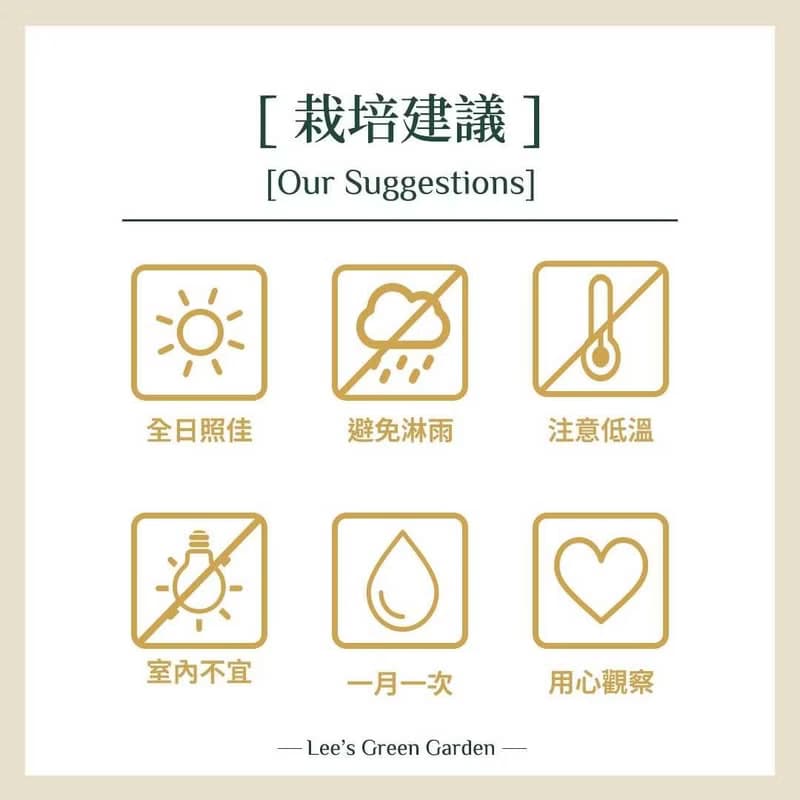 李的綠意花園 緋牡丹錦 仙人掌 多肉植物 陽台 室外 送禮 新手植