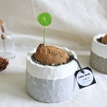 圓葉山烏龜•灰白稜火山水泥盆