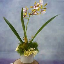 咖啡小蘭花日式陶盆香氛花禮/入厝禮/開幕/喬遷/送禮/植栽