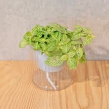 檸檬網紋草  免澆水盆栽 室內植物 觀葉植物  禮物 辦公室小物