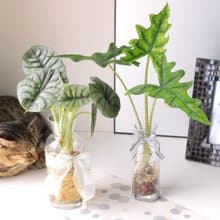 水培植栽│傑克林觀音蓮_室內植物 辦公室盆栽 店內擺設 送禮盆栽