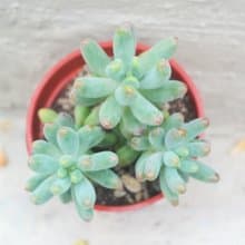 【荳荳多肉】【乙女星】喬遷│送禮│升遷│多肉植物