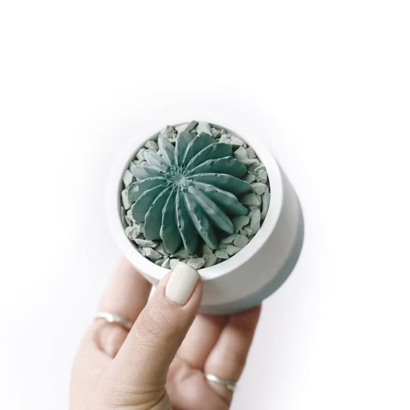 (預購) 莫蘭迪藍系列 | 仙人球造型水泥擴香石組 辦公室懶人植栽
