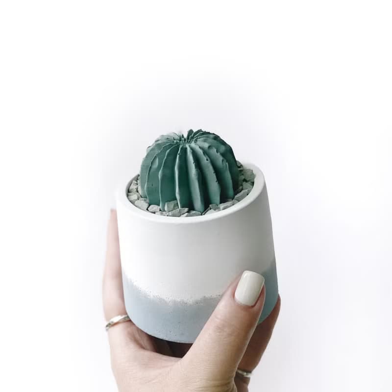 (預購) 莫蘭迪藍系列 | 仙人球造型水泥擴香石組 辦公室懶人植栽