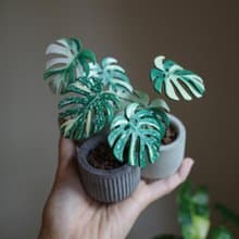 泰斑龜皮革迷你盆栽