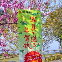 桑惠商號  昭和日本製 富士FUJIFILM 特別色印刷廣告旗幟 直式