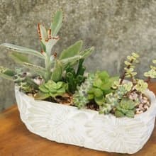 栩栩如生植感盆栽