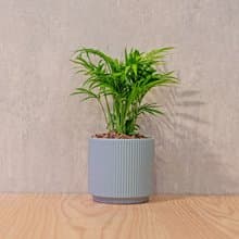 袖珍椰子 莫蘭迪色系直紋陶盆 室內植物 觀葉植物 禮物 盆栽