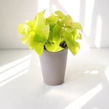 萊姆黃金葛 l 植栽 盆栽 (中盆) 室內植物 辦公室盆栽  開幕盆栽