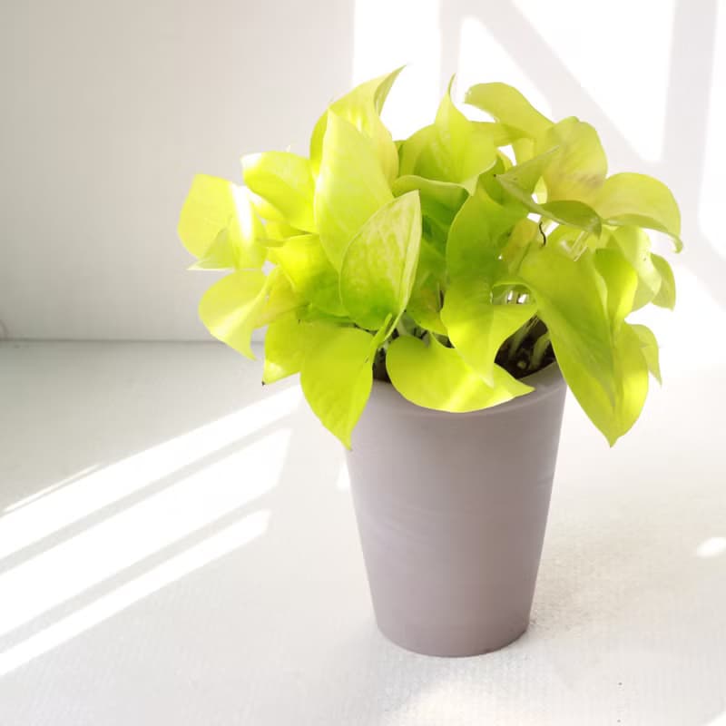 萊姆黃金葛 l 植栽 盆栽 (中盆) 室內植物 辦公室盆栽  開幕盆栽