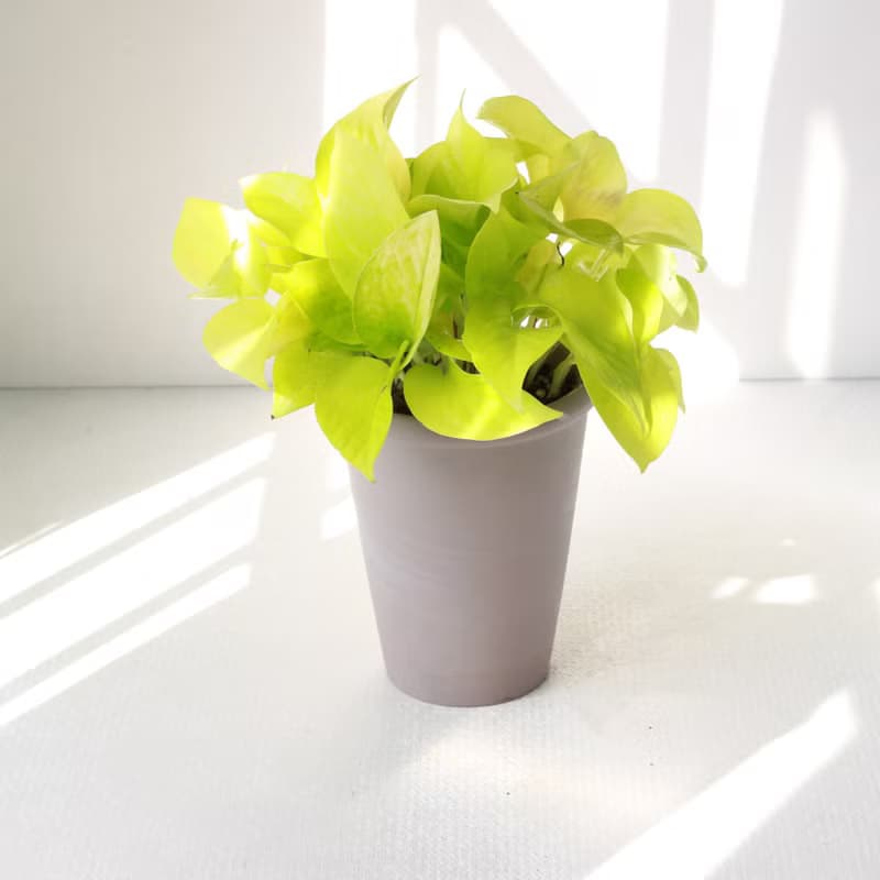 萊姆黃金葛 l 植栽 盆栽 (中盆) 室內植物 辦公室盆栽  開幕盆栽