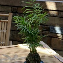 植栽苔玉 袖珍椰子